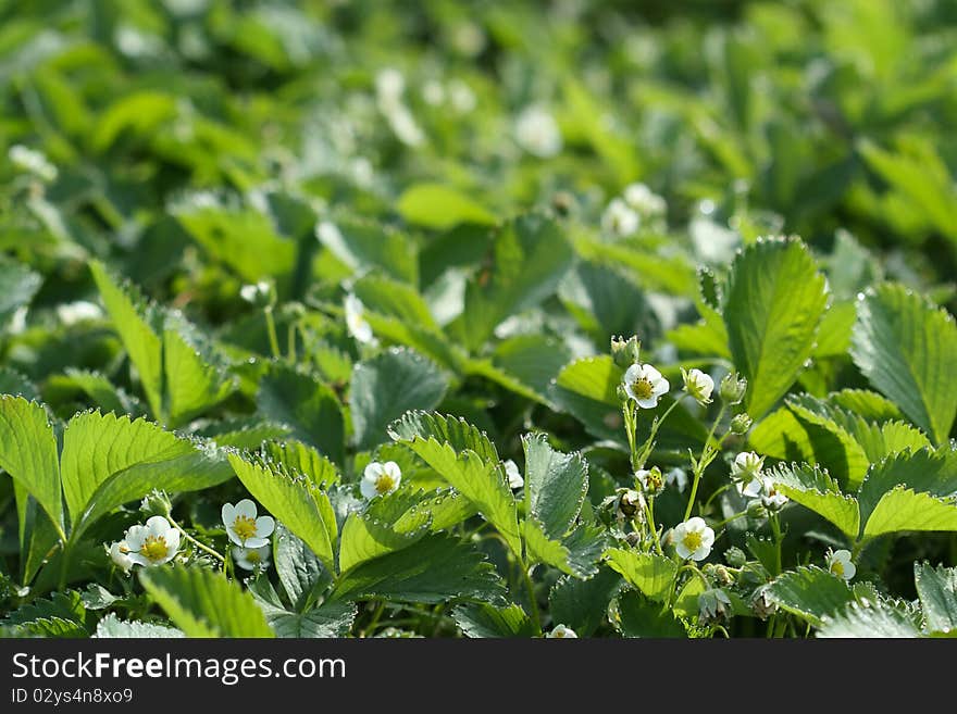 Flowering strawberry