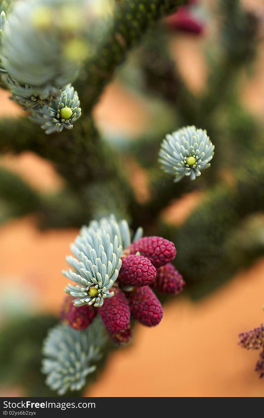 Detail of silver spruce