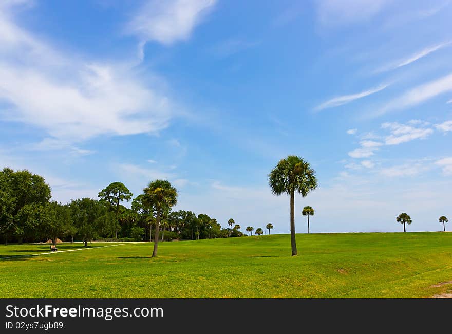 Palm trees on the green field, blue sky