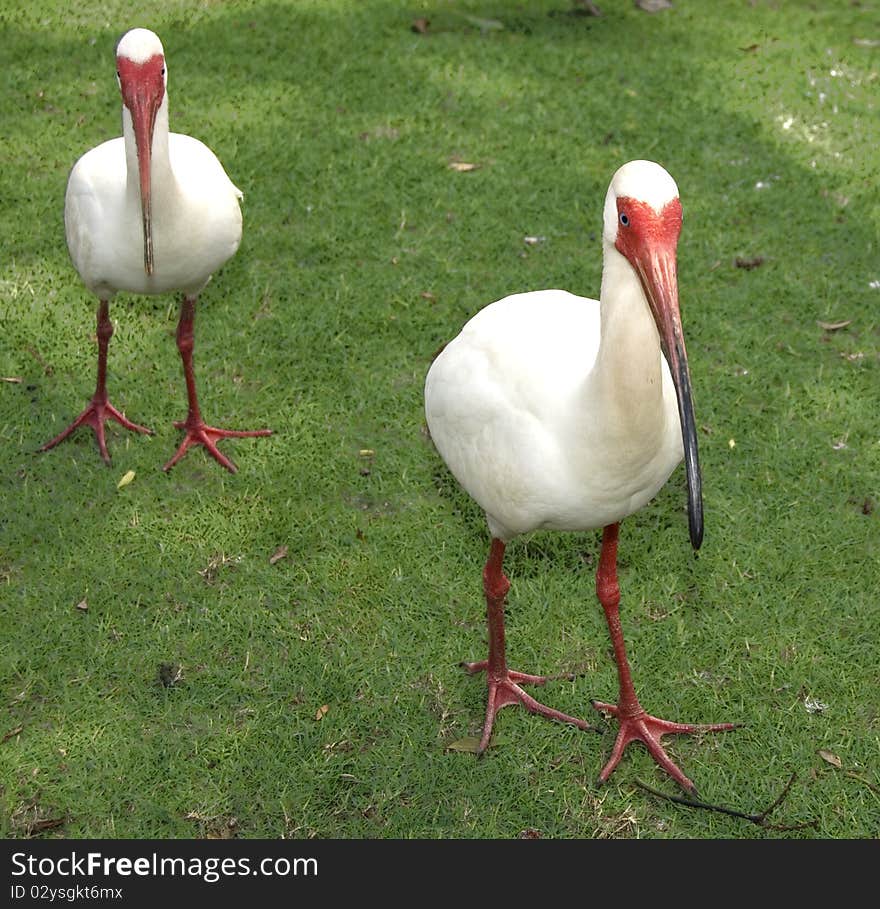 White Ibis