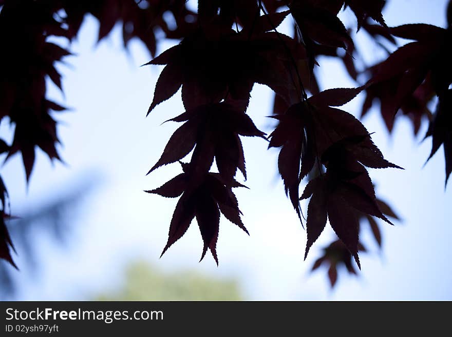 Acer Leaves silhouetted against a white background.