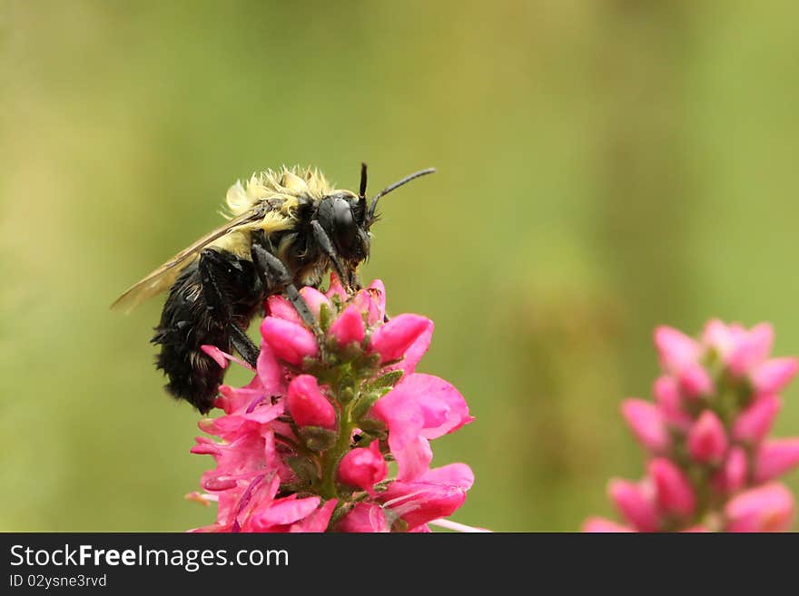 Wet Bumble Bee