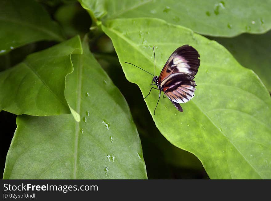 A butterfly lands on a leaf for a rest.