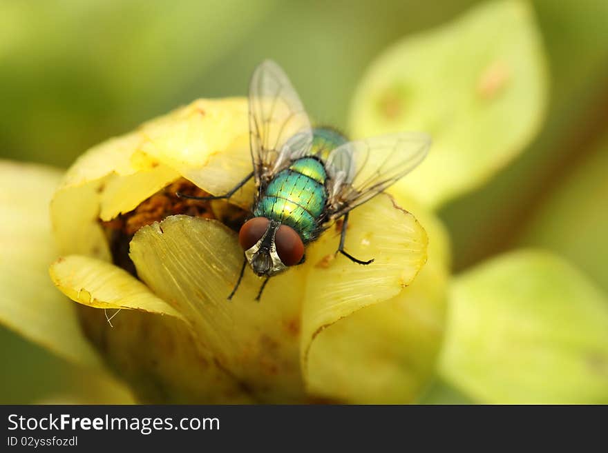 Green bottle fly resting on a wild flower bud. Green bottle fly resting on a wild flower bud