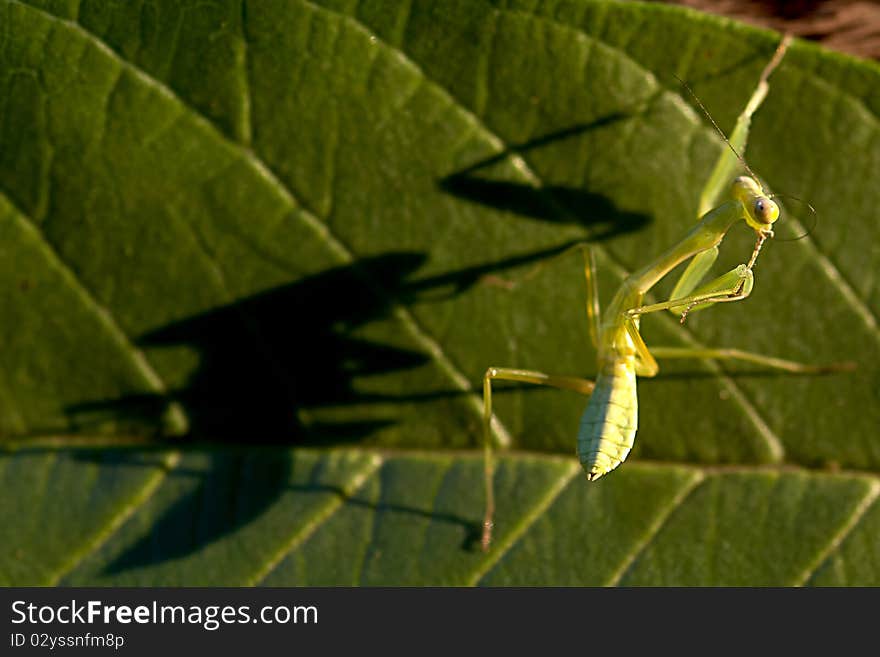 Closeup Yoga Mantis