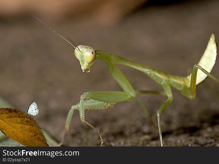 Closeup Mantis try to capture butterfly