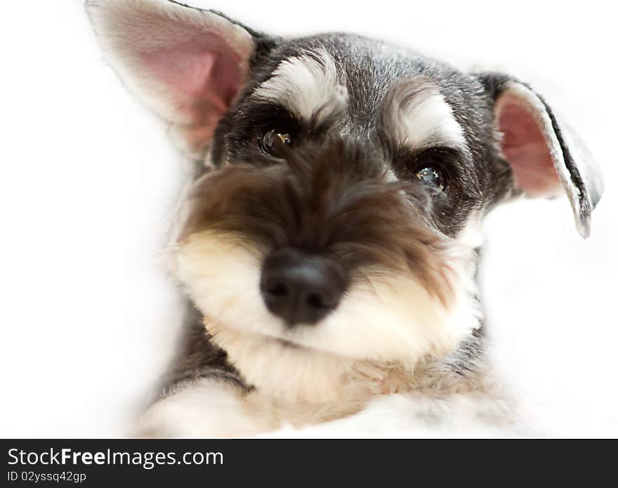 Miniature Schnauzer