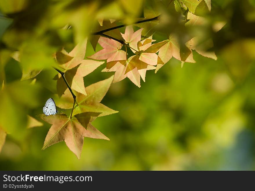 Maple and butterfly with beautiful background color