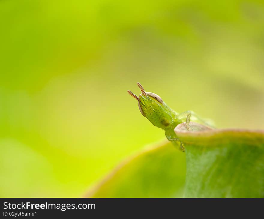 Green Style Grasshopper with green background