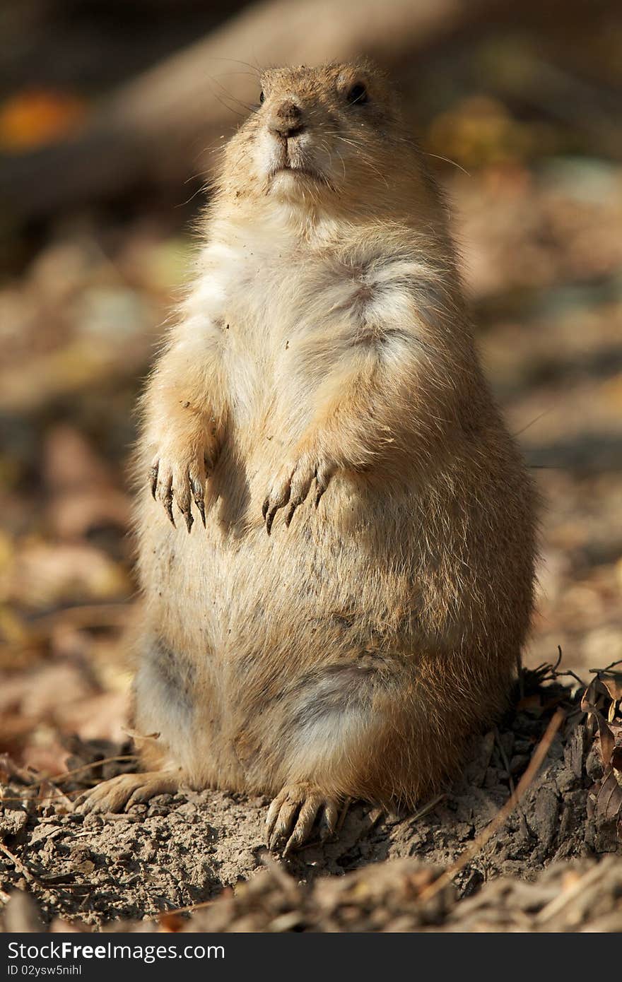 Prairie dog sitting up on dirt