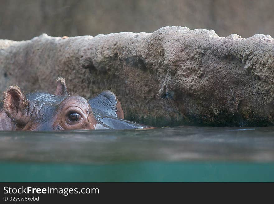 Hippo peeking above the water with near a rock. Hippo peeking above the water with near a rock