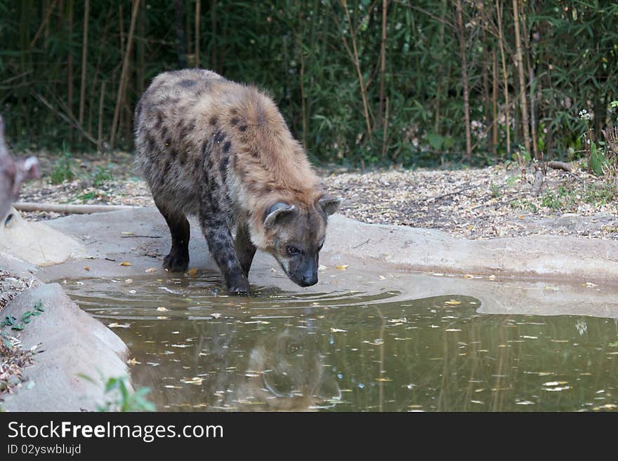 Hyena enters water with reflection. Hyena enters water with reflection