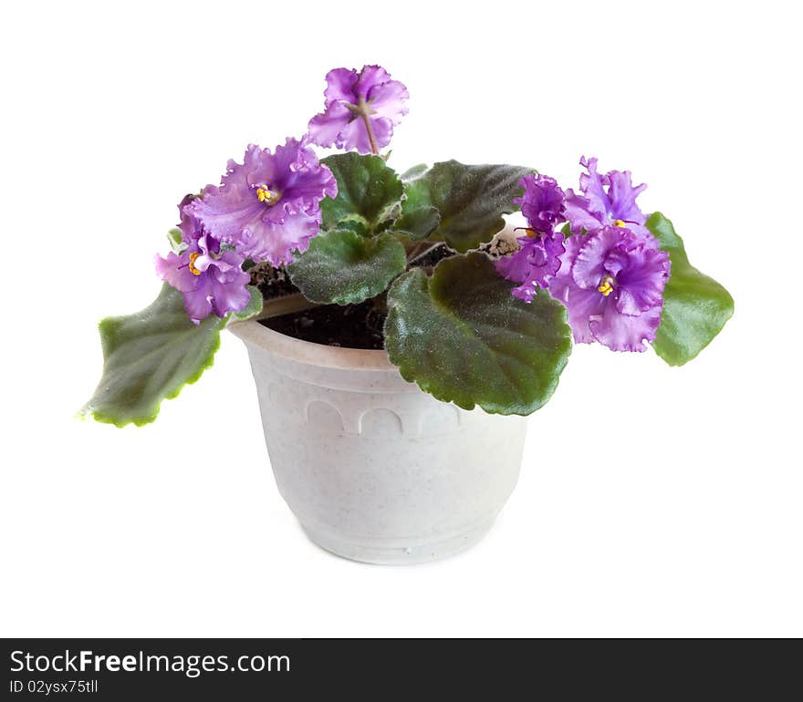 Fresh Violets In Pot