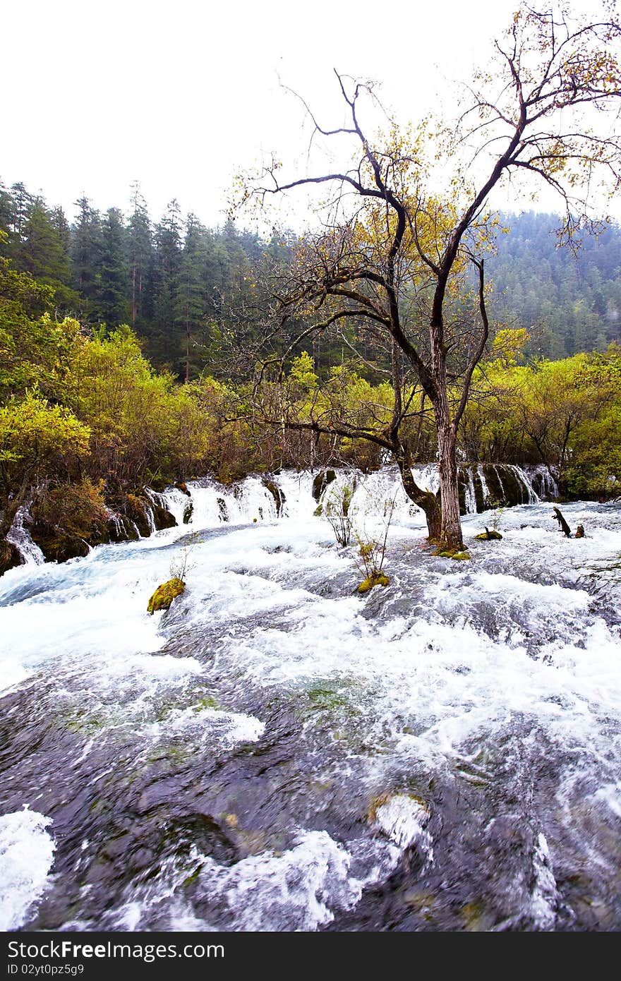 Tree in river