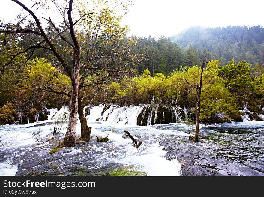 Tree in river