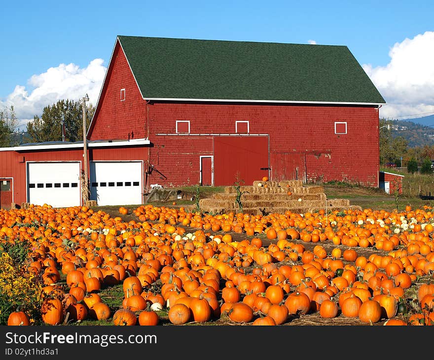 Pumpkins in a field.