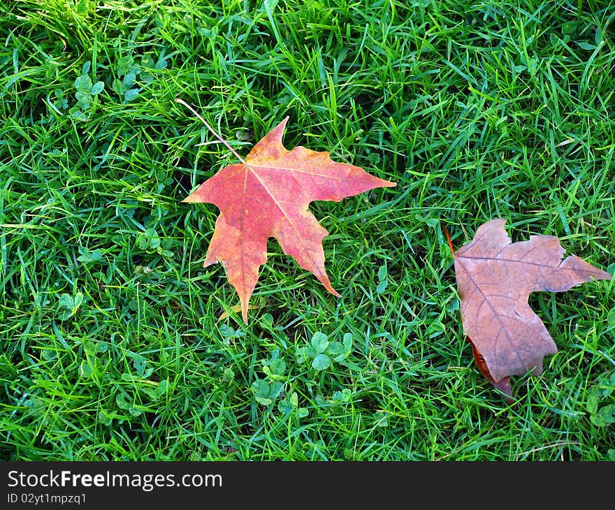 Leafs on a grass.