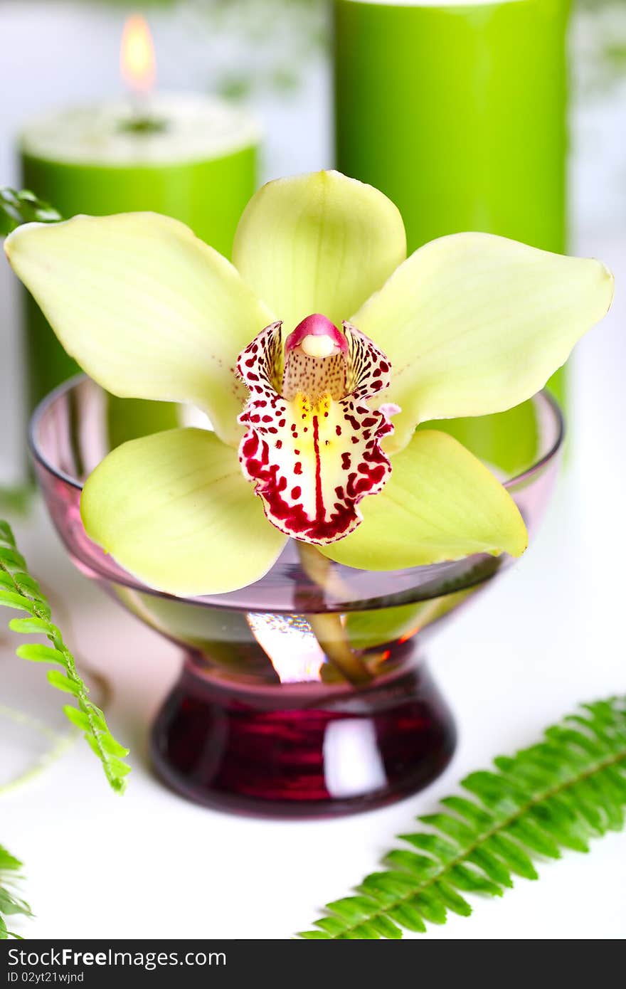 Beautiful orchid flower and candles on white background