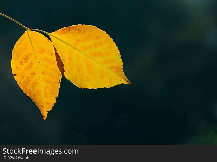 Autumn, colorful leaves in a city park