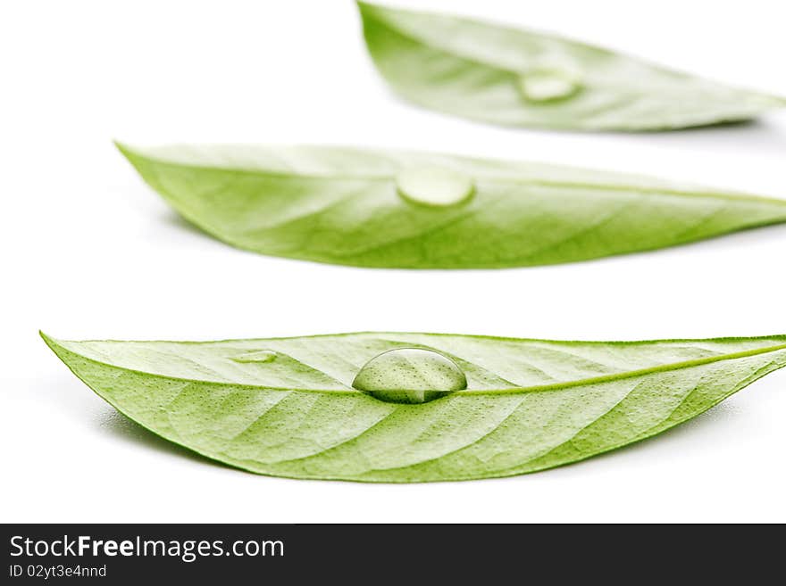 Fresh leaf with water drop on white isolated background