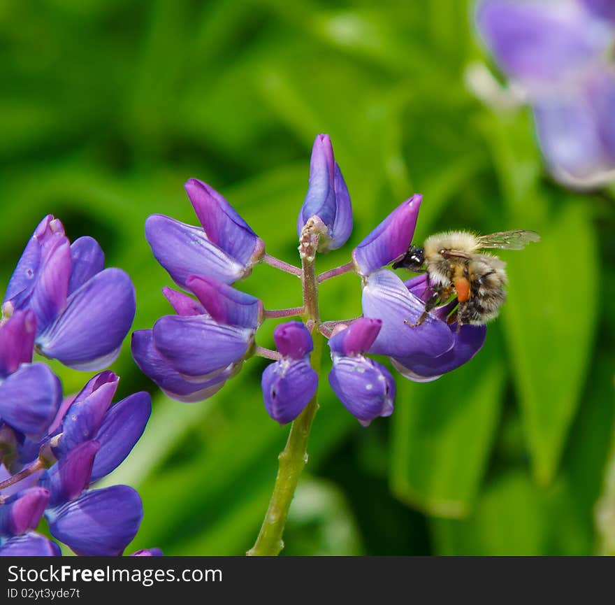 Big beautiful bumblebee on green flower. Summer