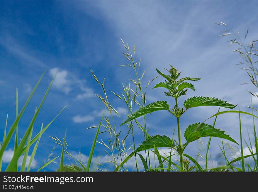 Green grass an  blue sky. Horizontal image. Green grass an  blue sky. Horizontal image