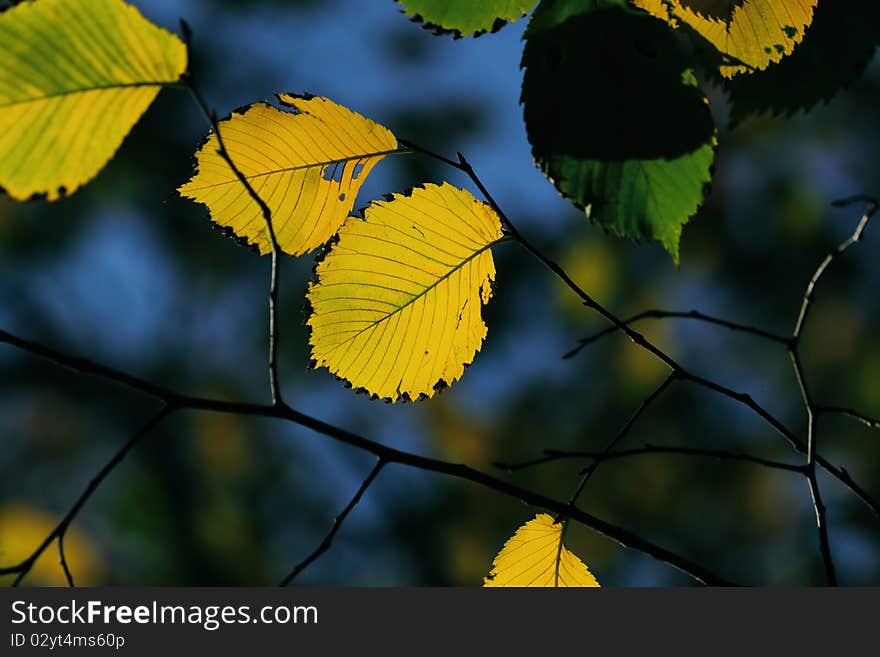 Autumn, colorful leaves in a city park