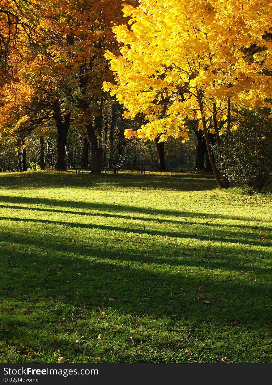 Fall colors adorn these trees in a park in Fairview, Oregon. Fall colors adorn these trees in a park in Fairview, Oregon.