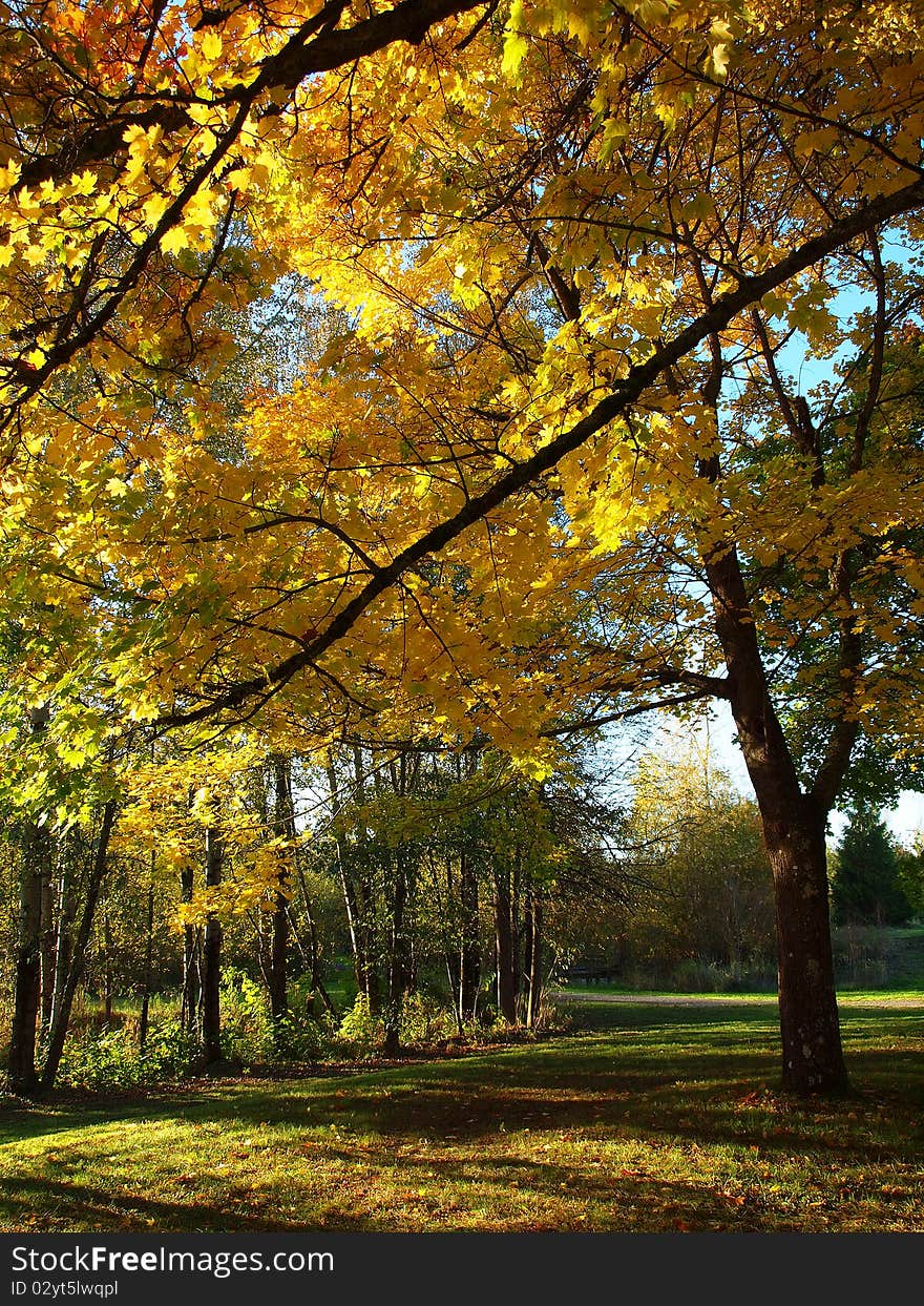 Changing of the season and colorful tree branches in a park. Changing of the season and colorful tree branches in a park.