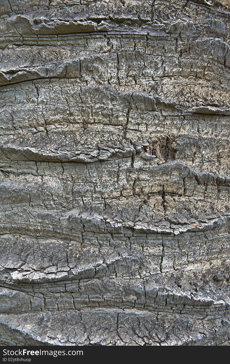 Bark Of A Canary Island Date Palm