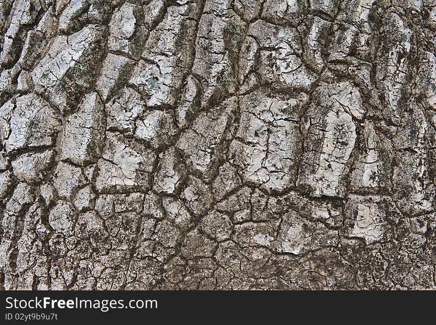 Image of Nolina recurvata bark texture from Mexico. Image of Nolina recurvata bark texture from Mexico