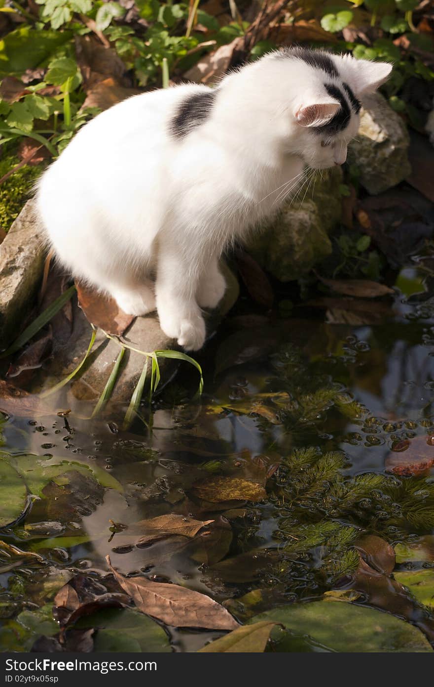 White cat