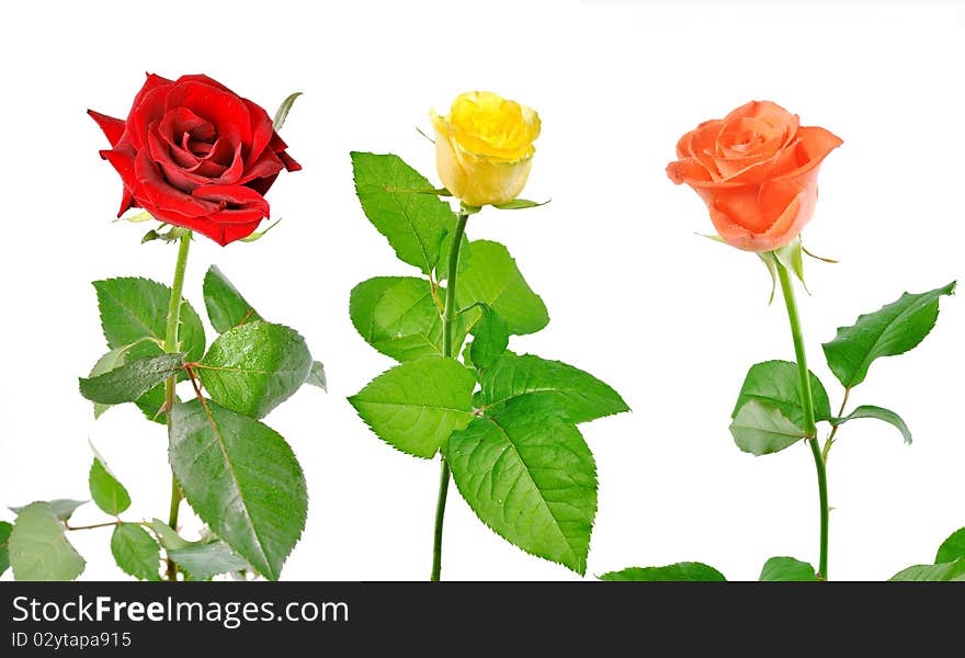 Three Roses With Green Leaves