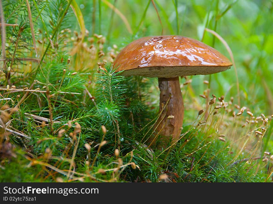 Large ripe Boletus mushroom