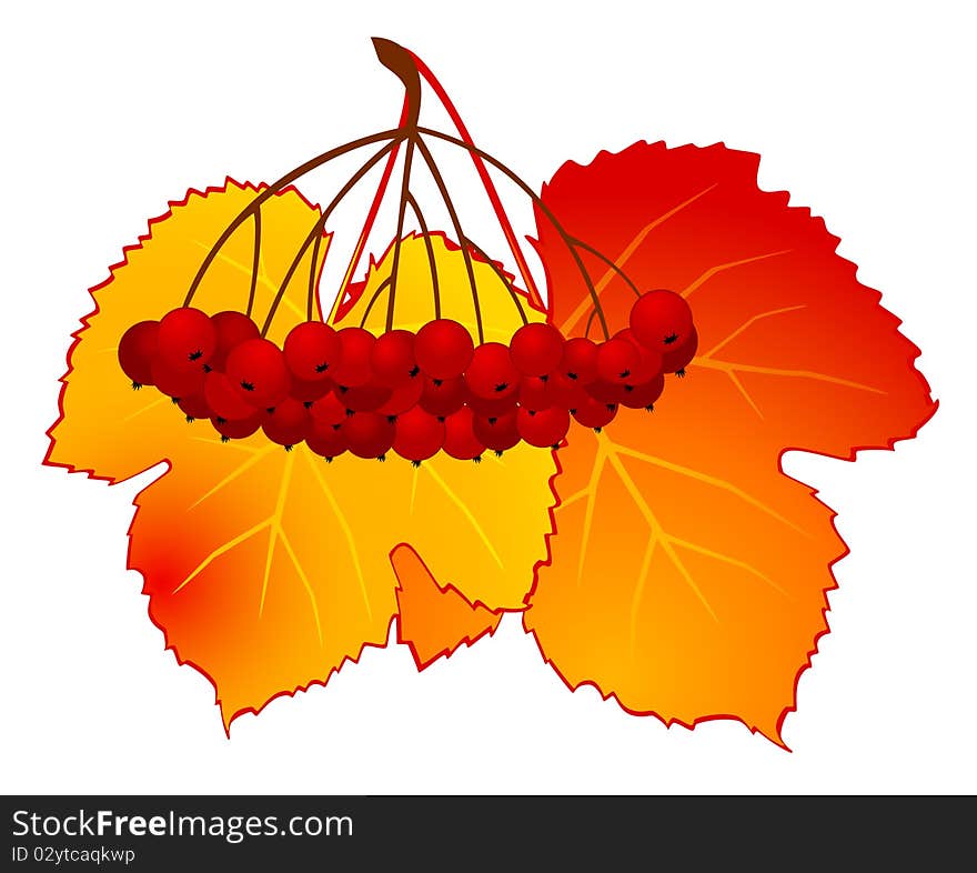 Wild-ash and autumnal leaves on white background