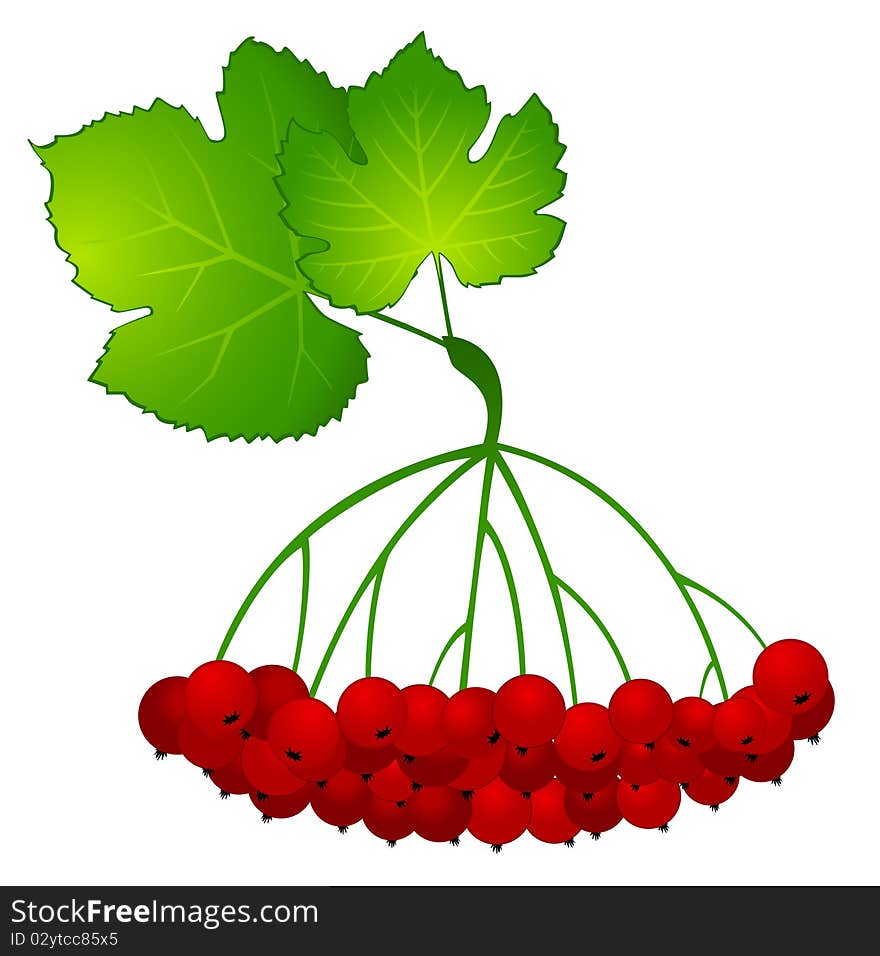 Wild-ash and autumnal leaves on white background