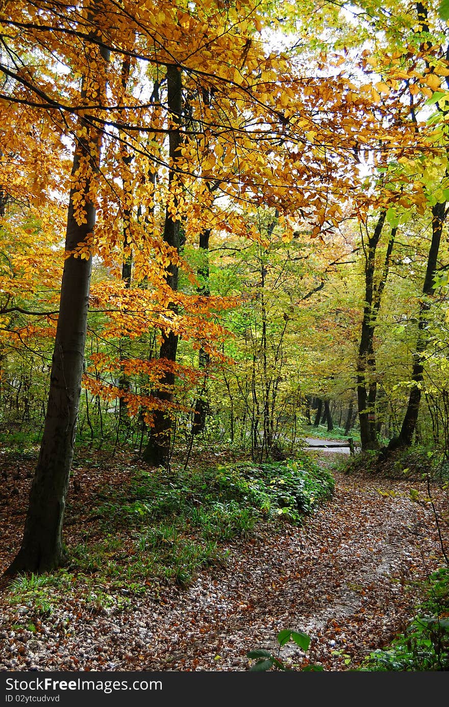 Small forest path through a autumn colored trees. Small forest path through a autumn colored trees