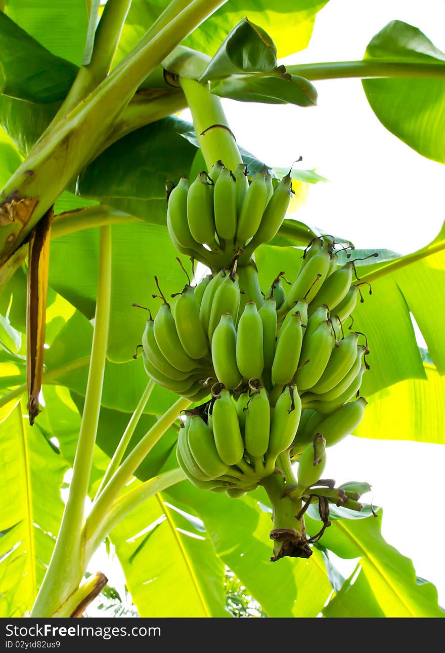 Green fresh banana unripe on tree. Green fresh banana unripe on tree