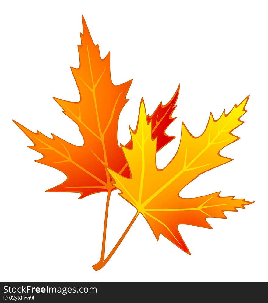 White background with autumnal leave.