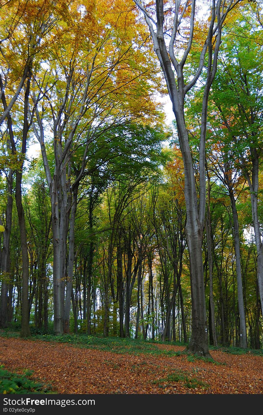 Forest path through a autumn colored trees. Forest path through a autumn colored trees