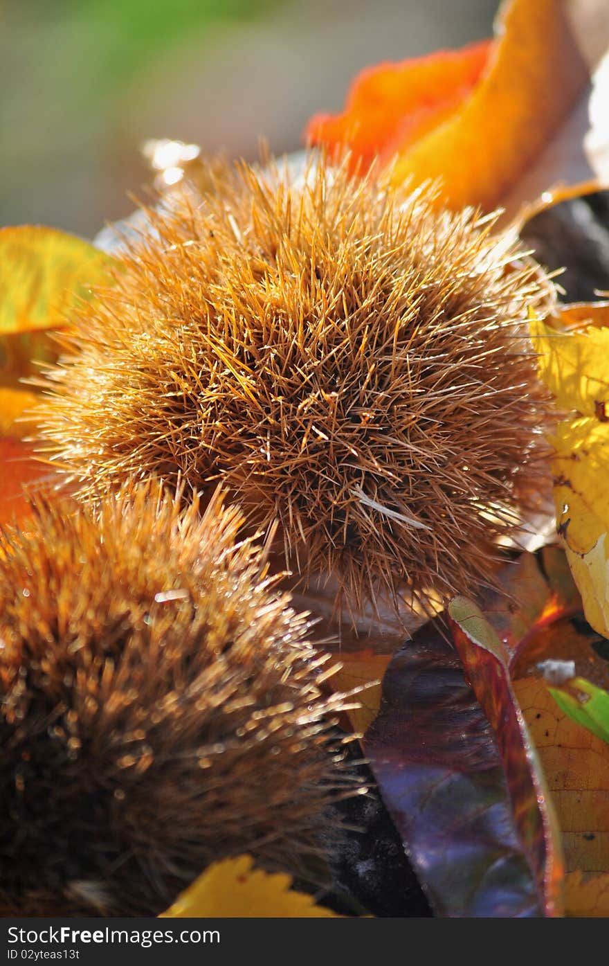 Chestnut husk