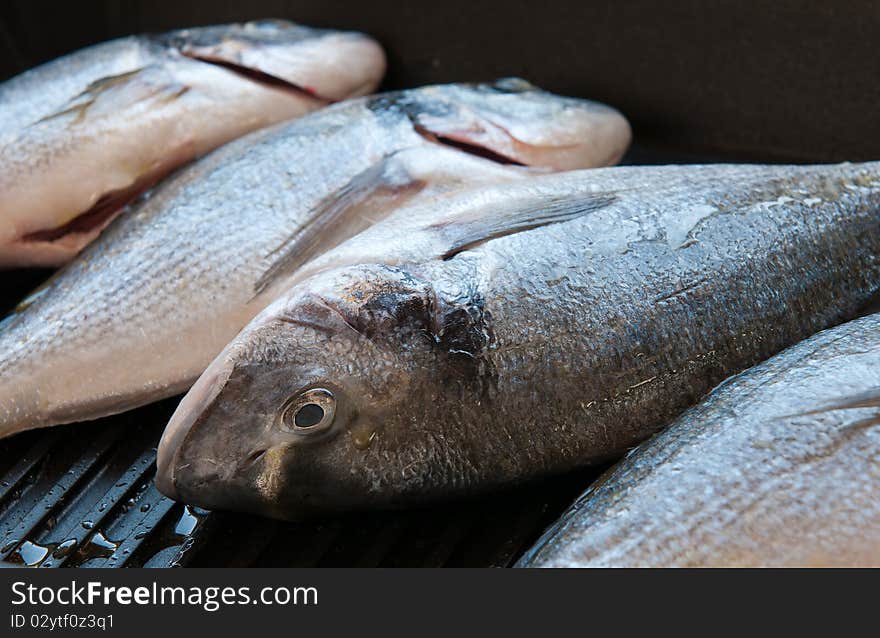 Fresh giltheads fish on grill prepared for cooking.