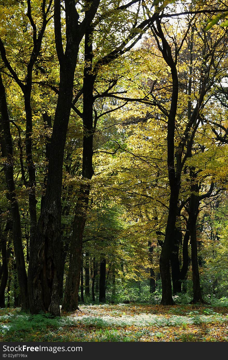 Small forest path through a autumn colored trees. Small forest path through a autumn colored trees