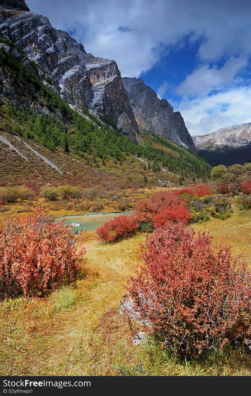 Alpine meadow in Ya Ding natural reserve Si chuan province