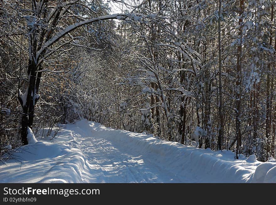 Winter wood