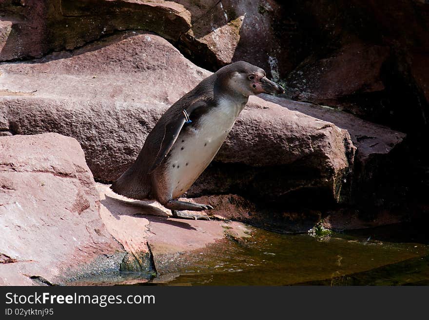 Penguin on his way to the water