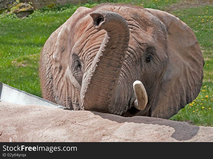 An elephant