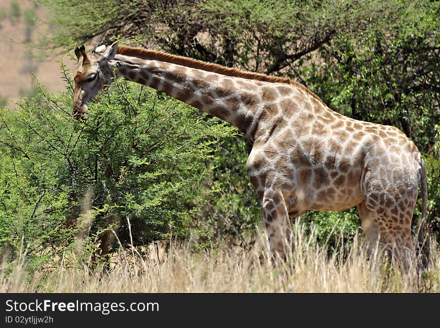 A Giraffe photographed in the African wilderness.