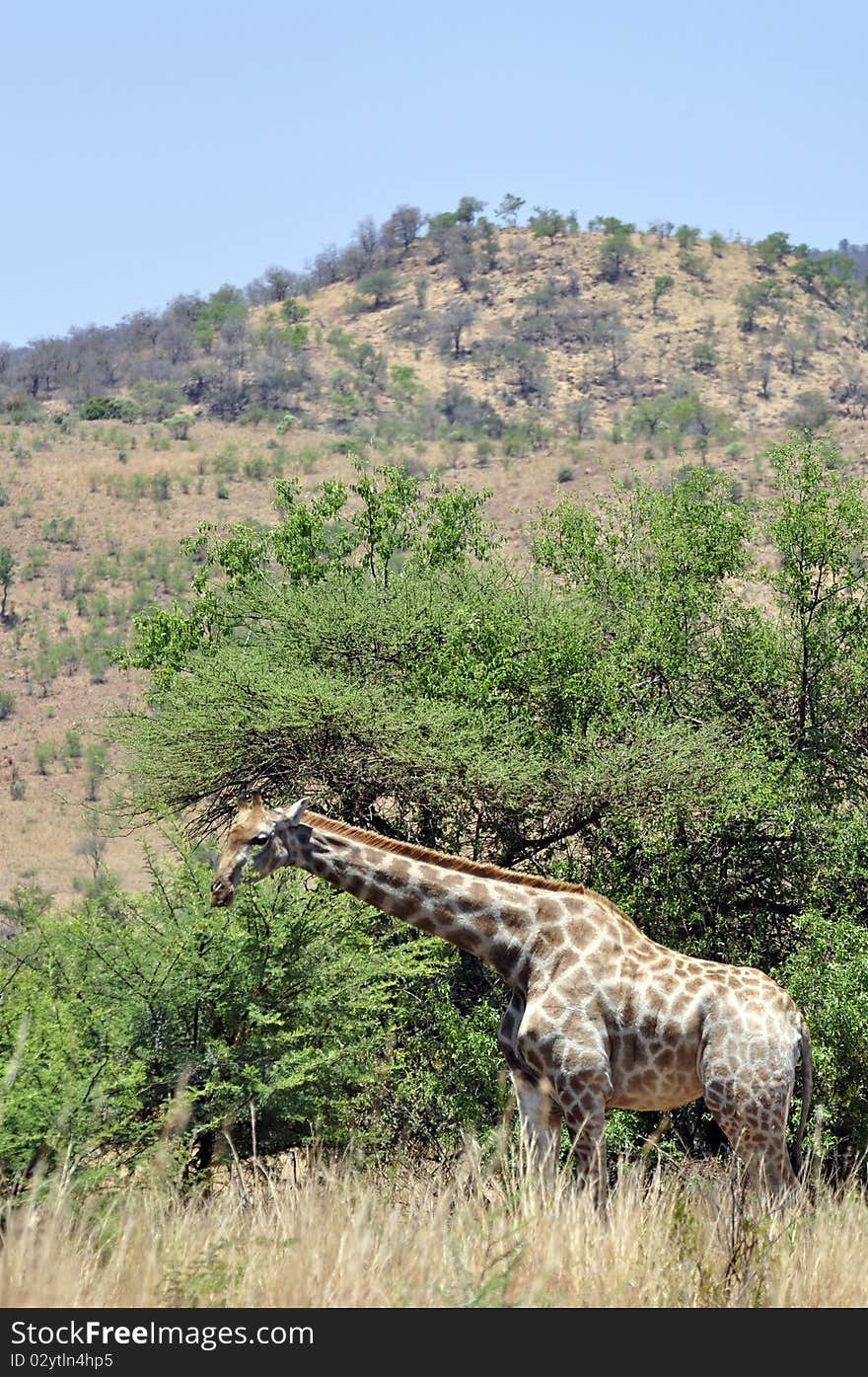 A Giraffe photographed in the African wilderness.