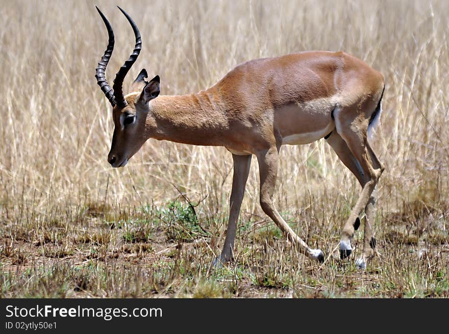 Impala